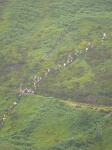 Click on thumbnail for larger photo