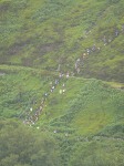 Click on thumbnail for larger photo